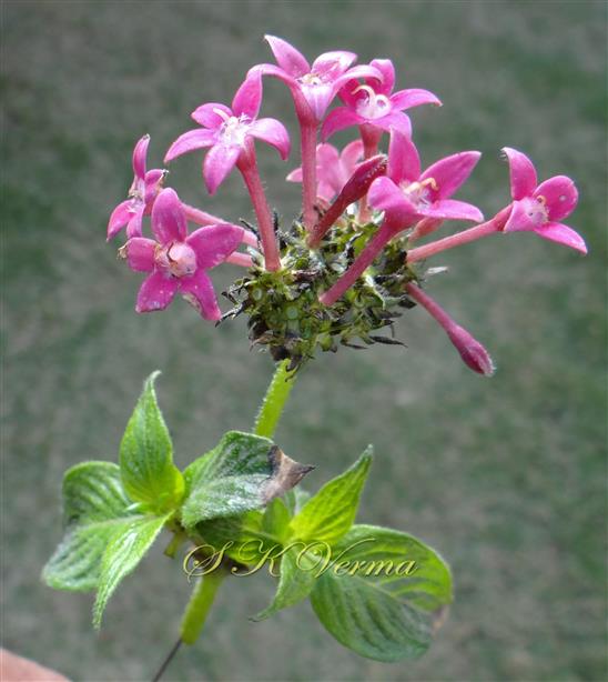  Inflorescence (Cluster of cymose)